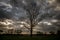 Mysterious dramatic landscape view with a leafless tree in a middle