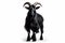 Mysterious Elegance: Black Goat on a Pure White Background