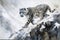 A mysterious and elusive Snow Leopard prowling through the mountains showing off its mysterious and elusive nature. Generative AI