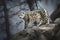 A mysterious and elusive Snow Leopard prowling through the mountains showing off its mysterious and elusive nature. Generative AI