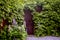 Mysterious entrance  in a brick wall covered with green vines,