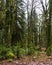 Mysterious fairytale forest in the foothills of the Caucasus.