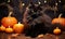 A Mysterious Feline Amidst a Harvest of Autumn Gourds