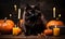 A Mysterious Feline Surrounded by Spooky Autumn Decor