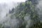 Mysterious fir trees forest in mist after the rain