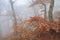 Mysterious foggy autumn forestt