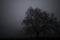 Mysterious foggy dark scene of trees