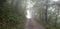 Mysterious and foggy dirt road