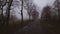 Mysterious foggy landscape with broad leaf trees along asphalt road at autumn/fall