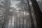 Mysterious foggy pinewood
