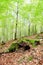 Mysterious forest filled with huge trees