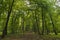 Mysterious forest, Hoia-Baciu, Romania