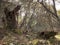 Mysterious forest, lichens on branches of trees and old trunks