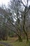 Mysterious forest with old aged and weathered trees covered in moss