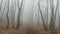 Mysterious forest path. Autumn forest. Thick fog. The atmosphere of danger and mysticism. Scary walk through the mystical park