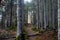 Mysterious forest in the taiga of Sakhalin Island