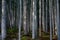 Mysterious forest in the taiga of Sakhalin Island