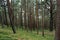 Mysterious forest view with shifted pine tree trunks