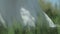 Mysterious girl in a long white dress walks along the lush green grass . Blurred Background. Body parts