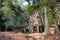 Mysterious gopura on woods background, Cambodia