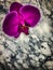 Mysterious Gothic purple orchid on a gray marble background. Vertical image Phalaenopsis
