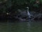 Mysterious Great Blue Heron hiding in the shadows in Lake Dunmore, Vermont, USA