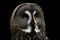 Mysterious great gray owl. Strix nebulosa.