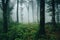 Mysterious green forest environment with fog through trees