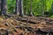 Mysterious green forest, huge tree roots interweave on the ground