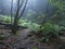 Mysterious green rainforest in Sao Miguel island, misty trees and fern and moss in the forest of Azores, Portugal