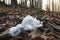 Mysterious hair ice is formed by a fungus Exidiopsis effusa