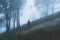 A mysterious hiker, back to camera. Standing in a spooky forest on a hill, on a misty summer`s day