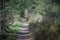 Mysterious hiking path in the thick and green pine forest