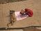 Mysterious Hindu woman arranging colorful traditional saree clothes