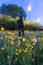 A mysterious hooded man, out of focus in the background, next to a field of Buttercups. On a spring evening