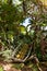 Mysterious jungle shot of a an old and rotting mountain rescue stretcher near the summit of Mount Gower