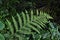 Mysterious leaves of a fern in the forest