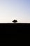 Mysterious Lonely tree on the horizon. Contrast silhouette. The top is light, the bottom is dark. concept minimalist good and evil