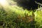 mysterious and magical photo of king crown over the stone in the England woods or field landscape with light flare. Medieval