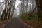 A Mysterious Misty Pathway Through the Enchanted Forest