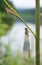 The mysterious moment of the birth of a dragonfly on a summer morning, on a branch of a plant. Close-up metamorphoses