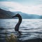 A mysterious monster or lizard floats on Loch Ness.