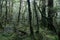 Mysterious Moss Forest at Lake Gunn in New Zealand