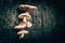 Mysterious mushrooms grow on burnt tree trunk, halloween concept, copy space
