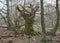 Mysterious old dead tree trunk in the forest