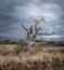 Mysterious Old Tree and Stormy Sky