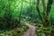 Mysterious path in the wet foggy forest.