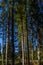 Mysterious path in wooden coniferous pine tree forest, surrounded by green bushes and leaves Woodland trail in Carpathians