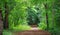 Mysterious pathway in the deciduous park area in summer.