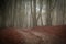 Mysterious pathway in the foggy italian forest